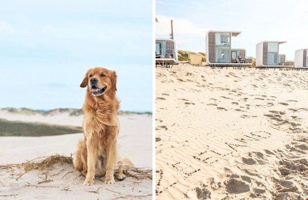 Van de Waddeneilanden tot Toscane: dit zijn de leukste plekken waar je hond gewoon mee mag